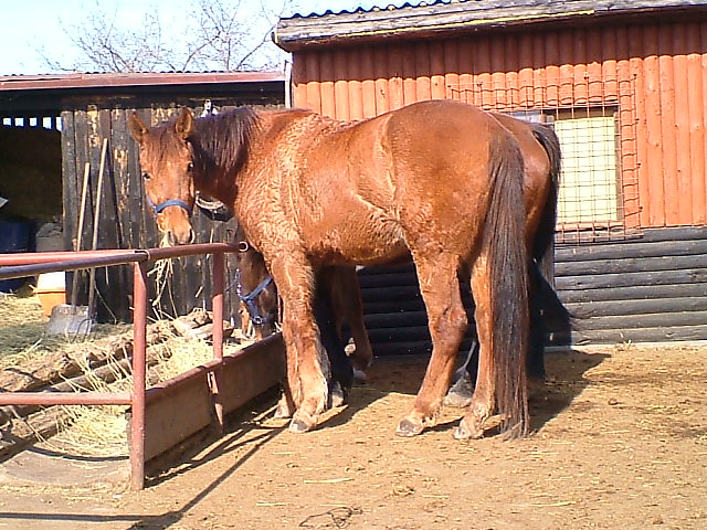 koně ze Břvan a odjinud 059.jpg