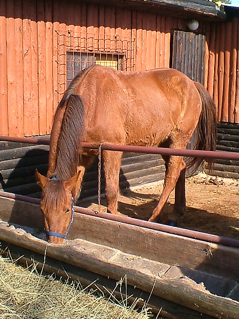 koně ze Břvan a odjinud 073.jpg